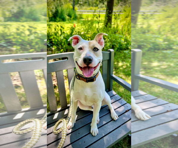 Medium Photo #1 Mutt Puppy For Sale in Rockaway, NJ, USA