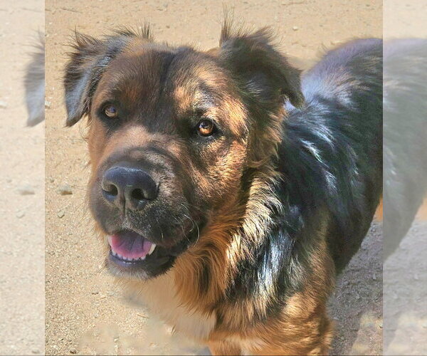 Medium Photo #5 Mutt Puppy For Sale in Lake Forest, CA, USA
