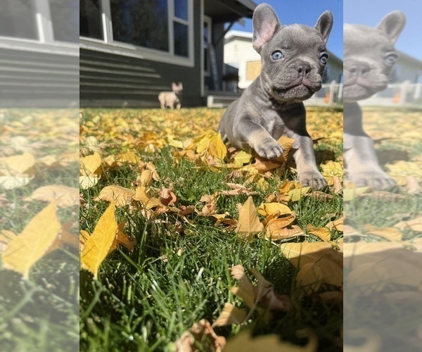 Medium Photo #3 French Bulldog Puppy For Sale in POWELL, WY, USA