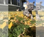 Small Photo #3 French Bulldog Puppy For Sale in POWELL, WY, USA