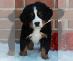 Small Photo #3 Bernese Mountain Dog Puppy For Sale in FREDERICKSBURG, OH, USA