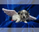 Small Photo #9 Miniature Australian Shepherd Puppy For Sale in NORWOOD, MO, USA