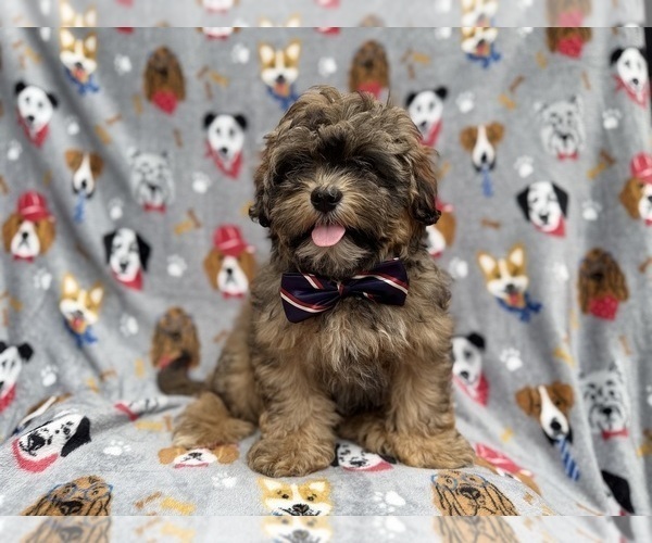 Medium Photo #6 Shih-Poo Puppy For Sale in LAKELAND, FL, USA