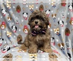 Small #5 Shih-Poo