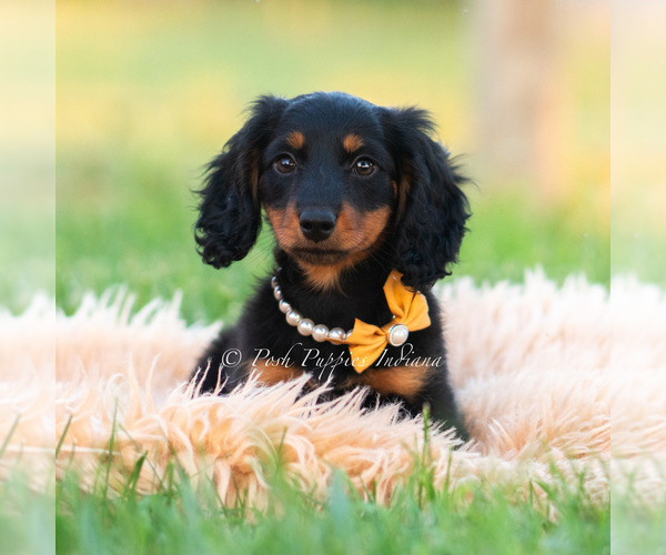Medium Photo #38 Dachshund Puppy For Sale in WARSAW, IN, USA
