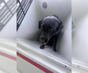 Labrador Retriever Dogs for adoption in Houston, TX, USA