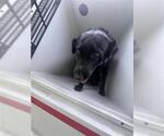 Small Labrador Retriever