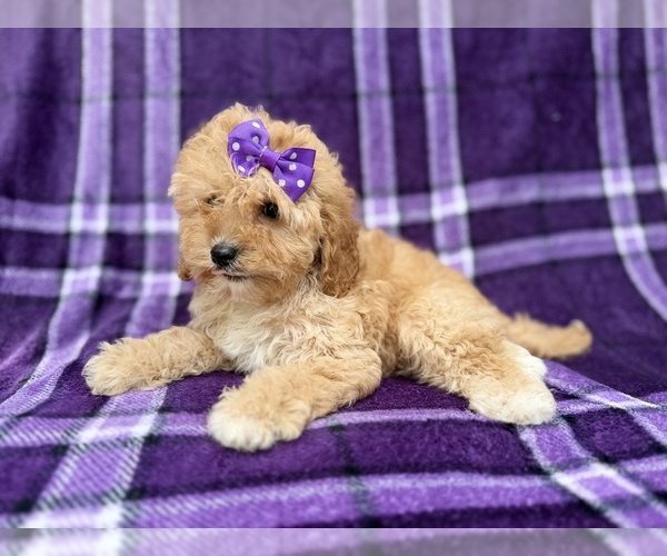 Medium Photo #3 Cavapoo (Miniature) Puppy For Sale in LAKELAND, FL, USA