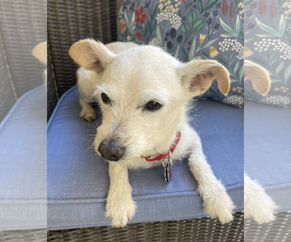 Medium Photo #6 Mutt Puppy For Sale in Arlington, VA, USA