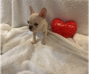 Medium French Bulldog