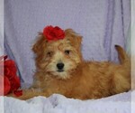 Small Photo #3 Morkie Puppy For Sale in BARNESVILLE, KS, USA