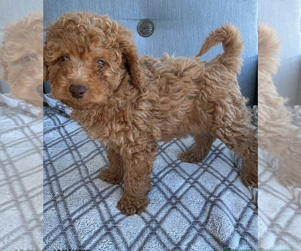 Medium Photo #9 Goldendoodle Puppy For Sale in DAVENPORT, FL, USA