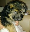 Small Photo #3 German Shepherd Dog Puppy For Sale in CHICAGO HEIGHTS, IL, USA