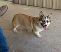 Small Photo #1 Pembroke Welsh Corgi Puppy For Sale in POWELL BUTTE, OR, USA