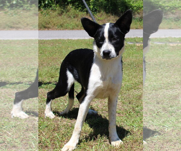 Medium Photo #1 Border Collie-English Shepherd Mix Puppy For Sale in Prattville, AL, USA