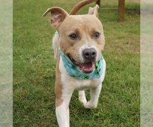 American Staffordshire Terrier-Unknown Mix Dogs for adoption in San Antonio, TX, USA