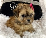 Small Photo #1 Shih Tzu Puppy For Sale in JACKSONVILLE, FL, USA