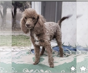 Poodle (Toy) Puppy for sale in ONTARIO, CA, USA