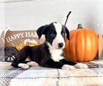 Small #1 Border Collie