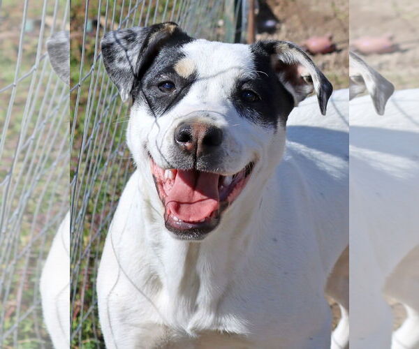 Medium Photo #4 Labrador Retriever-Unknown Mix Puppy For Sale in Green Forest, AR, USA