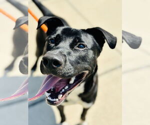 Labrador Retriever-Unknown Mix Dogs for adoption in Jackson , NJ, USA