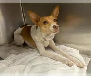 Mutt Dogs for adoption in San Antonio, TX, USA