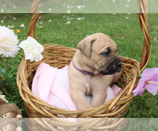 Medium Photo #6 Cane Corso Puppy For Sale in CAMBY, IN, USA