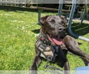 American Pit Bull Terrier-Labrador Retriever Mix Dog for Adoption in SEATTLE, Washington USA