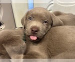 Puppy Lime Green Labrador Retriever