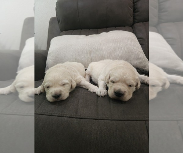 Medium Photo #6 Golden Retriever Puppy For Sale in ELVERTA, CA, USA