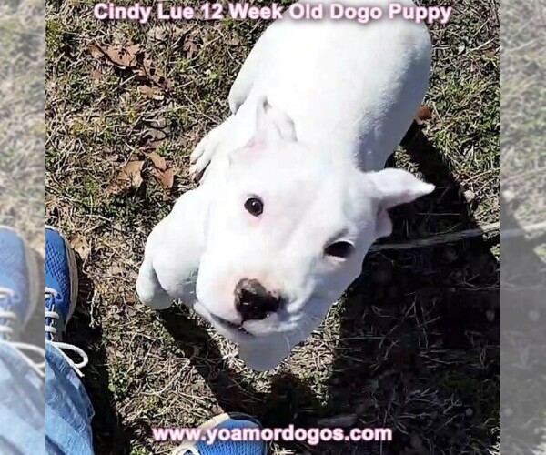 Medium Photo #158 Dogo Argentino Puppy For Sale in PINEVILLE, MO, USA