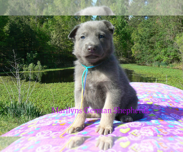 Medium Photo #2 German Shepherd Dog Puppy For Sale in PIEDMONT, MO, USA