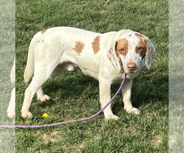 Medium Photo #2 Beagle-Brittany Mix Puppy For Sale in Batavia, OH, USA