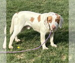 Small #1 Beagle-Brittany Mix