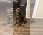 Small Photo #1 Cane Corso Puppy For Sale in BEEBE, AR, USA