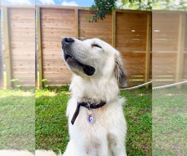 Medium Photo #7 Great Pyrenees Puppy For Sale in Spring, TX, USA