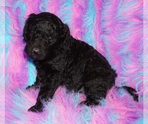 Labradoodle Puppy for sale in LA HABRA, CA, USA