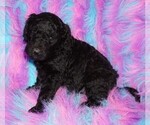Image preview for Ad Listing. Nickname: black girl
