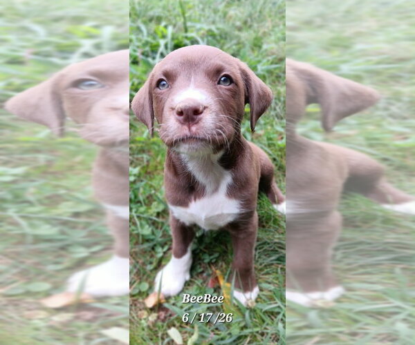Medium Photo #3 Labrador Retriever-Unknown Mix Puppy For Sale in Springdale, PA, USA