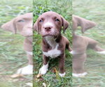 Small #2 Labrador Retriever Mix