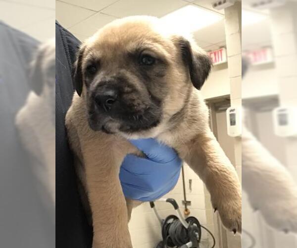 Medium Photo #1 Labrador Retriever-Unknown Mix Puppy For Sale in Conroe, TX, USA