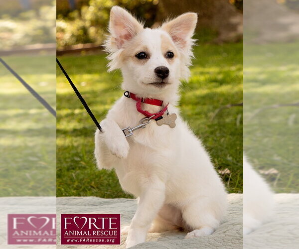 Medium Photo #6 American Eskimo Dog-Colonial Cocker Spaniel Mix Puppy For Sale in Marina del Rey, CA, USA