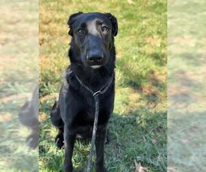 German Shepherd Dog Dogs for adoption in Riverside, CA, USA