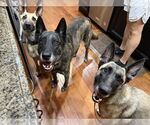 Small #2 German Shepherd Dog Mix