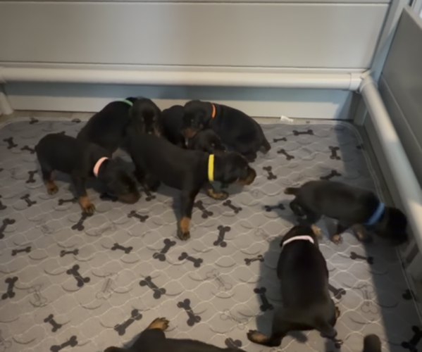 Medium Photo #4 Doberman Pinscher Puppy For Sale in CHEPACHET, RI, USA
