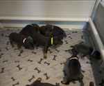 Small #3 Doberman Pinscher