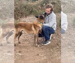 Small #5 Mutt