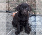 Small Photo #19 Labrador Retriever Puppy For Sale in BENTS FORT, CO, USA
