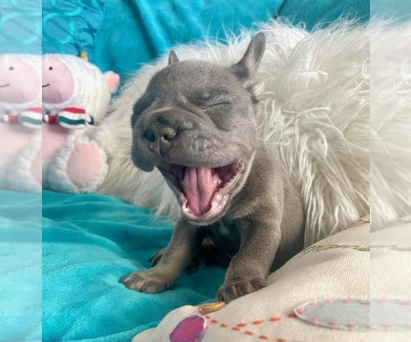 Medium Photo #3 French Bulldog Puppy For Sale in BLACKSHEAR, GA, USA
