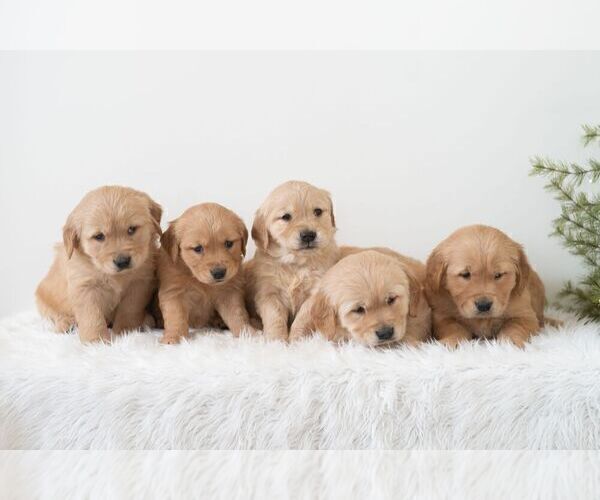 Medium Photo #2 Golden Retriever Puppy For Sale in NEWPORT, PA, USA